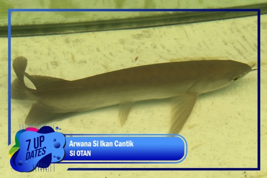 Arwana Si Ikan Cantik