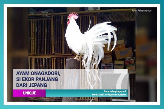 Ayam Onagadori, Si Ekor Panjang Dari Jepang