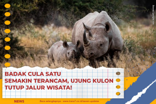 Badak Cula Satu Semakin Terancam, Ujung Kulon Tutup Jalur Wisata!