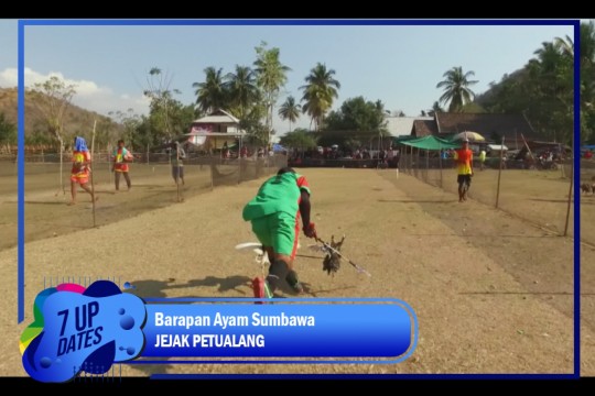 Barapan Ayam Sumbawa