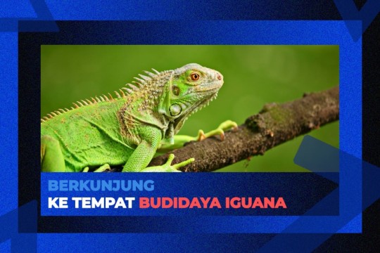 Berkunjung Ke Tempat Budidaya Iguana