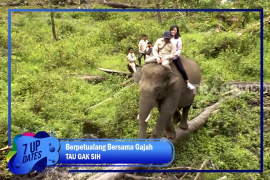 Berpetualang Bersama Gajah