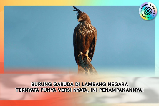 Burung Garuda Di Lambang Negara Ternyata Punya Versi Nyata — Ini Penampakannya!