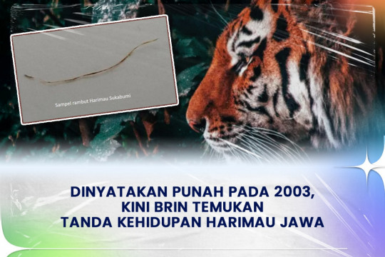 Dinyatakan Punah Pada 2003, Kini BRIN Temukan Tanda Kehidupan Harimau Jawa