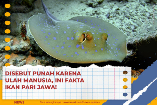 Disebut Punah Karena Ulah Manusia, Ini Fakta Ikan Pari Jawa!