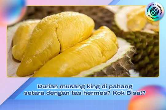 Durian Musang King Di Pahang Setara Dengan Tas Hermes? Kok Bisa !?