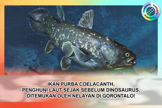 Fosil Hidup! Ikan Purba Coelacanth Masih Bertahan Dan Ditemukan Di Gorontalo!