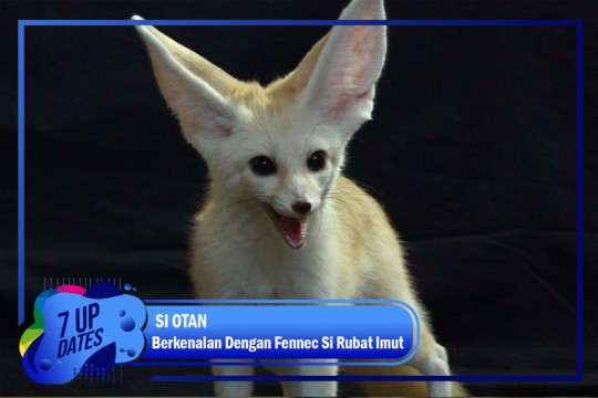 Kenalan Yuk Dengan Fennec Si Rubah Imut