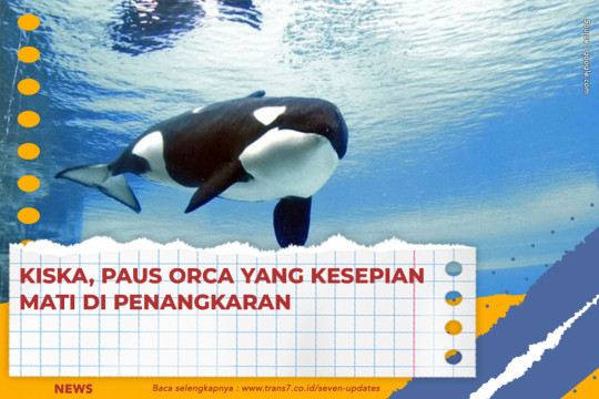 Kiska, Paus Orca Yang Kesepian Mati Di Penangkaran