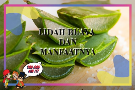 TAU GAK SIH - Lidah Buaya Dan Manfaatnya