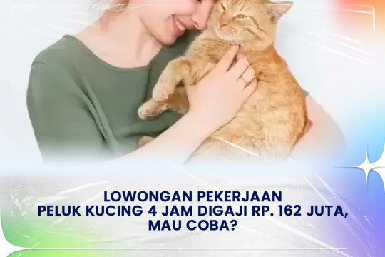 Lowongan Pekerjaan Peluk Kucing 4 Jam Digaji Rp. 162 Juta, Mau Coba?