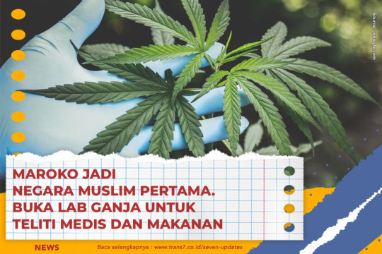 Maroko Jadi Negara Muslim Pertama. Buka Lab Ganja Untuk Teliti Medis Dan Makanan