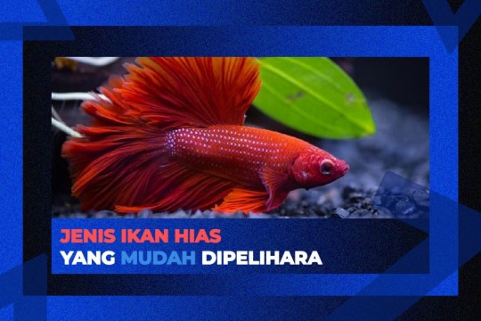 Mau Pelihara Ikan Hias? Ini Jenis-jenis Ikan Yang Mudah Dipelihara