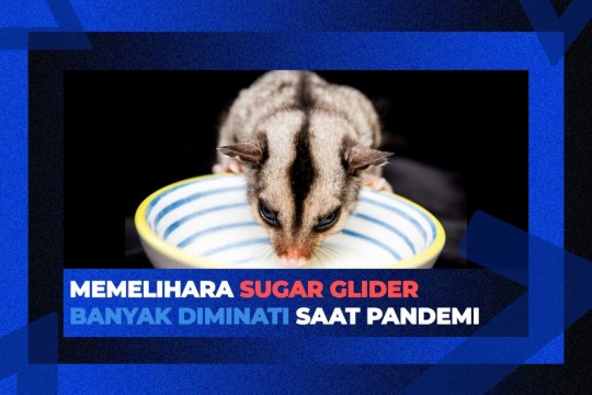 Memelihara Sugar Glider Banyak Diminati Saat Pandemi