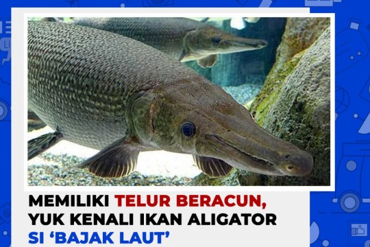 Memiliki Telur Beracun, Yuk Kenali Ikan Aligator Si ‘Bajak Laut’
