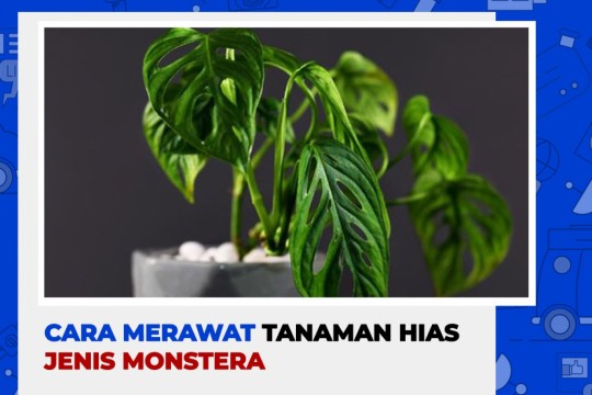Mencapai 85 Juta, Begini Cara Rawat Janda Bolong!