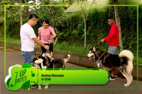 Mengenal Alaskan Malamute