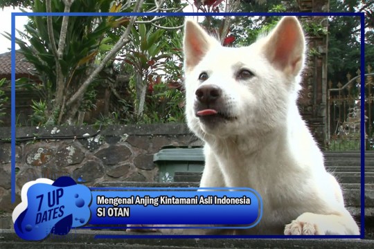 Mengenal Anjing Kintamani Asli Indonesia