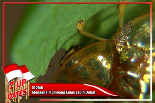 Mengenal Kumbang Kura-kura Emas Lebih Dekat