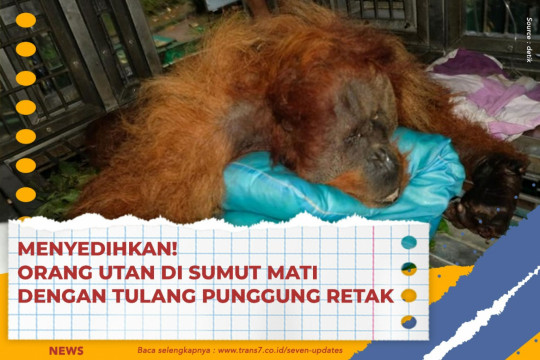 Menyedihkan! Orang Utan Di Sumut Mati Dengan Tulang Punggung Retak