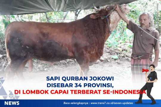 Sapi Qurban Jokowi Disebar 34 Provinsi. Di Lombok Capai Terberat Se-Indonesia