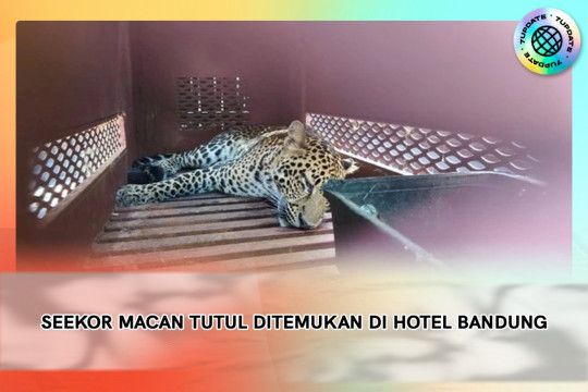 Seekor Macan Tutul Ditemukan Di Hotel Bandung