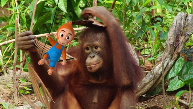 Sekolah Orangutan Di Kalimantan Timur