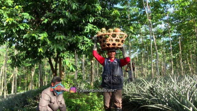 Sempu, Sentra Nanas Di Kediri