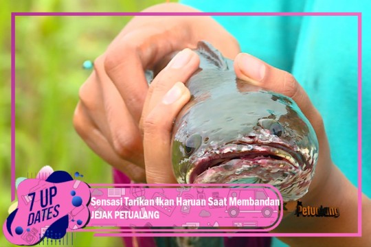 Sensasi Tarikan Ikan Haruan Saat Membandan