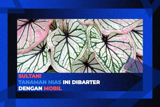 Sultan! Tanaman Hias Ini Dibarter Dengan Mobil