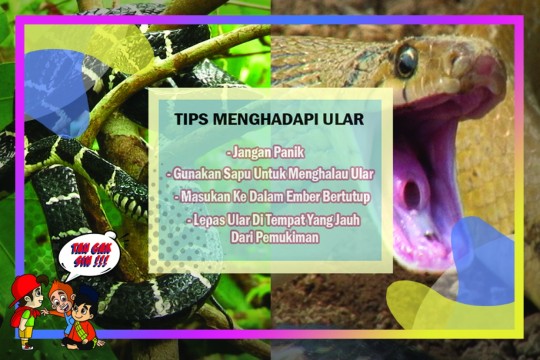 TAU GAK SIH - Waspada! Inilah Tips Saat Menghadapi Ular