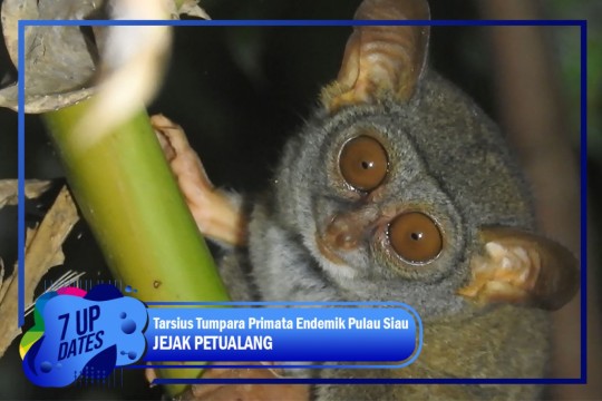 Tarsius Tumpara Primata Endemik Pulau Siau