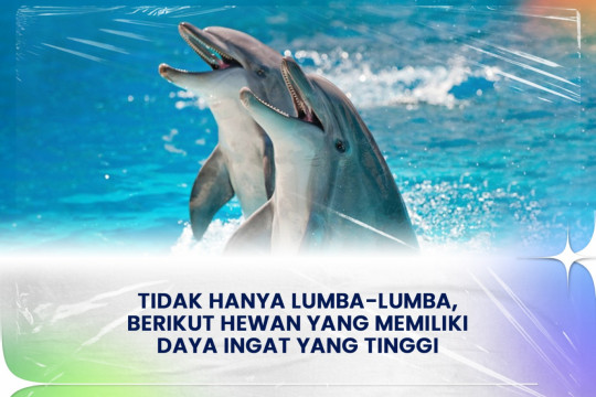 Tidak Hanya Lumba-Lumba, Berikut Hewan Yang Memiliki Daya Ingat Yang Tinggi