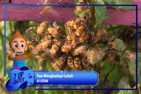 Tips Menghadapi Lebah