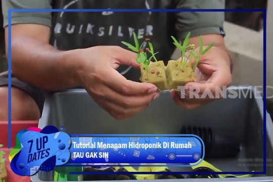 Tutorial Menanam Hidroponik Di Rumah