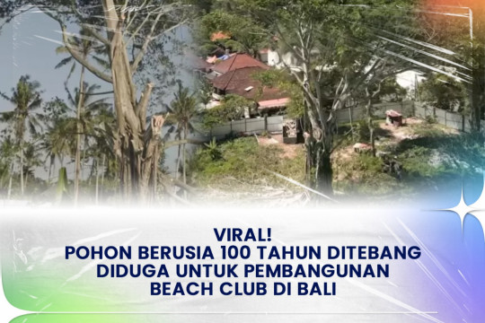 Viral! Pohon berusia 100 Tahun Ditebang Diduga Untuk Pembangunan Beach Club di Bali