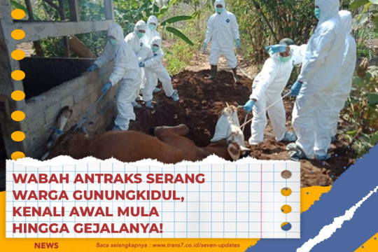 Wabah Antraks Serang Warga Gunungkidul, Kenali Awal Mula Hingga Gejalanya!