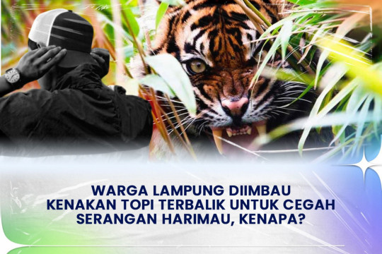 Warga Lampung Diimbau Kenakan Topi Terbalik Untuk Cegah Serangan Harimau, Kenapa?