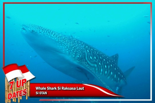 Whale Shark Si Raksasa Laut